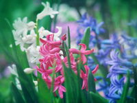 Пролетно ухание; comments:9