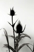 Трън; Коментари:1