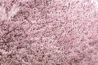 Senbon Zakura; comments:5