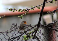 Червеношийка; Коментари:2