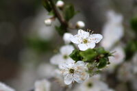 Пролет; comments:4