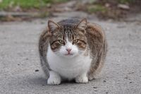 Котка №120; comments:3