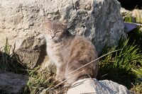 Котка №119; comments:3