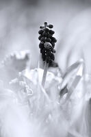 без име ( ID=2580383 ); Коментари:2