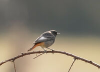 no name ( ID=2580390 ); comments:4