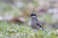 без име ( ID=2580392 ); Коментари:3