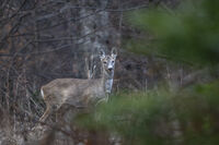 no name ( ID=2580396 ); No comments