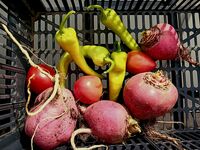 Чудата кошница; Коментари:2