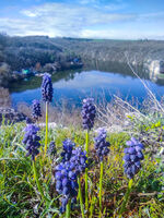 без име ( ID=2580453 ); Коментари:2