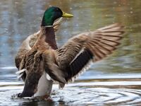 no name ( ID=2580459 ); comments:5