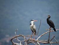 no name ( ID=2580465 ); comments:7