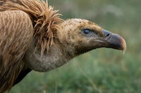 Белоглав лешояд; comments:2