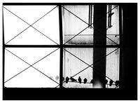 Партитура за птици; comments:11