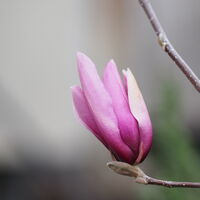 Магнолия; comments:4