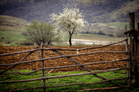 без име ( ID=2580502 ); Коментари:2