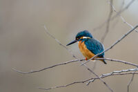 Земеродно Рибарче; comments:7