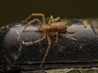 Паяк; comments:2