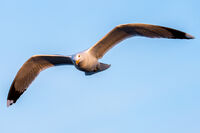 Гларус; Коментари:4