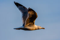 Гларус; Коментари:2