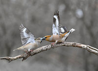 Свада с черешарки; comments:6