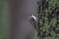 Горска дърволазка; Коментари:2