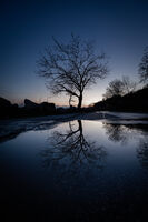 Twilight tree; comments:2