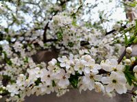 без име ( ID=2580540 ); Коментари:3