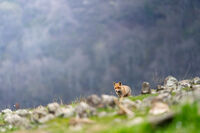 Любопитка; comments:1