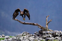 Размах; comments:2