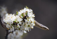 медянка; comments:4