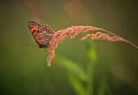 no name ( ID=2580570 ); comments:5