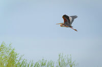 Червена чапла; comments:1