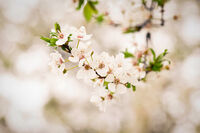 Пролетно настроение...; No comments