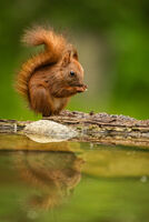 Огледало; comments:9