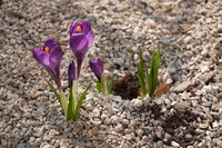 Лилаво пробуждане; comments:1