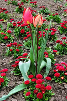 пролетно; Коментари:3