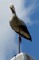 По-висок съм.; No comments