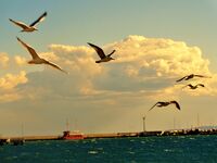 Полет; Коментари:1