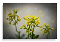 без име ( ID=2580728 ); Коментари:3