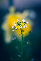 no name ( ID=2580730 ); comments:4