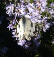 без име ( ID=2580736 ); Коментари:1