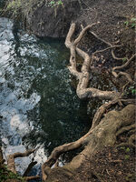 Коренища; Няма коментари