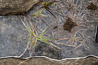 Outlined In Ice; comments:8