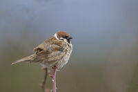 Врабчо; Коментари:4