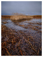 Драгоманско блато; Коментари:2