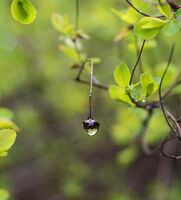 Свежест; comments:4