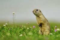 Лалугер; comments:7