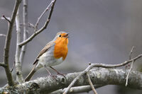 Червеногръдка, 04.2026; comments:12