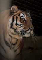 Рижия; Коментари:4