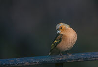 You talking to me?; Коментари:4